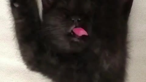 A black cat is beside Tim's mouth