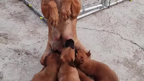 How a mother is loving.
