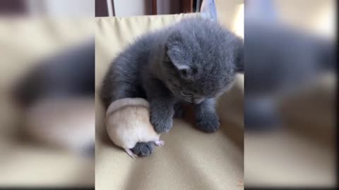 4.Baby Cats - Funny and Cute Baby Cat Videos Compilation