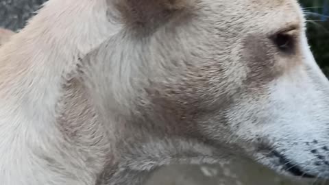 My Dog sitting front of me with keep smiling