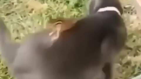 Baby cats and their mother