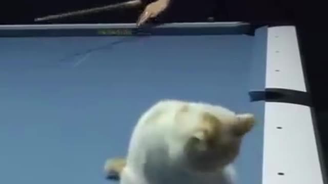 funny cat