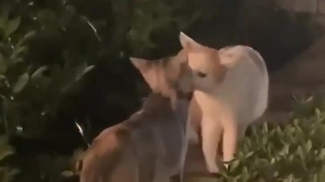 Two cat kissing Each Other openly