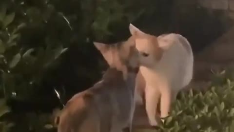 Two cat kissing Each Other openly