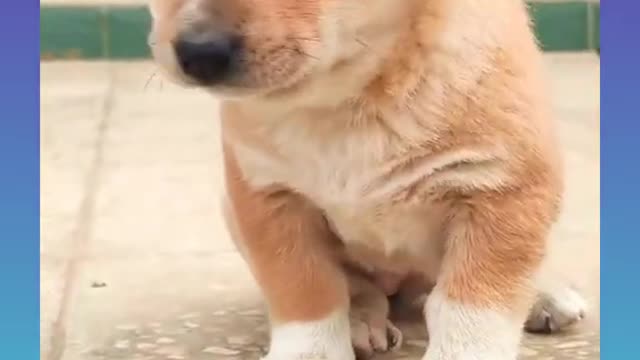 Cute and Funny Dog Videos Compilation,🐕🐕