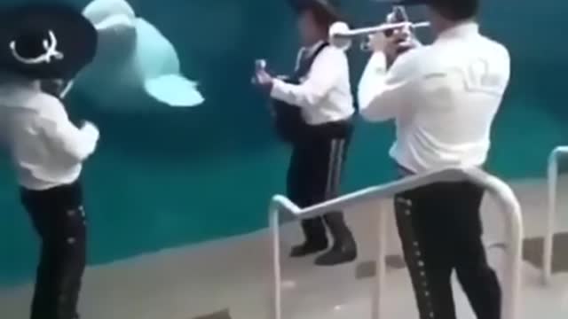 Beluga whale enjoys music