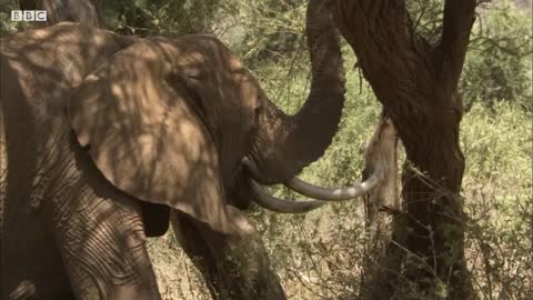 Elephant Calf Jealous Of Younger Sister | Secret Life Of Elephants | BBC Earth