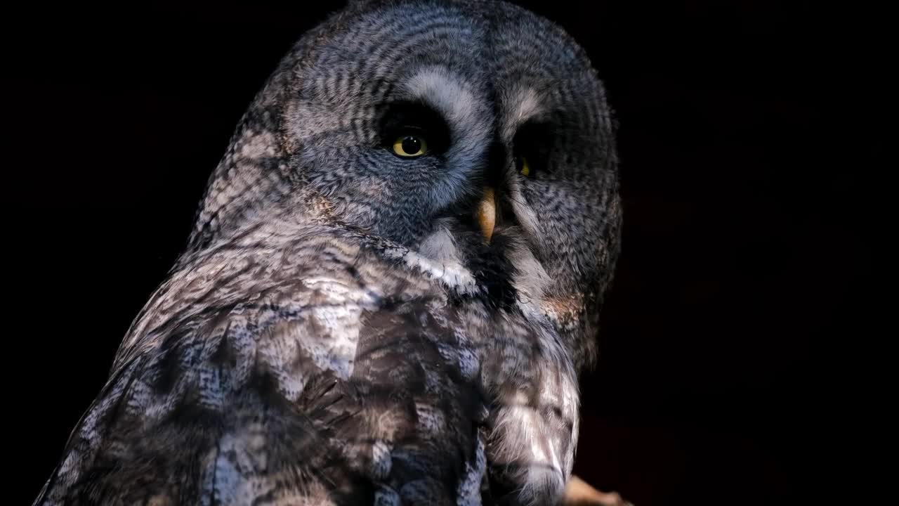 big #eyed #owl