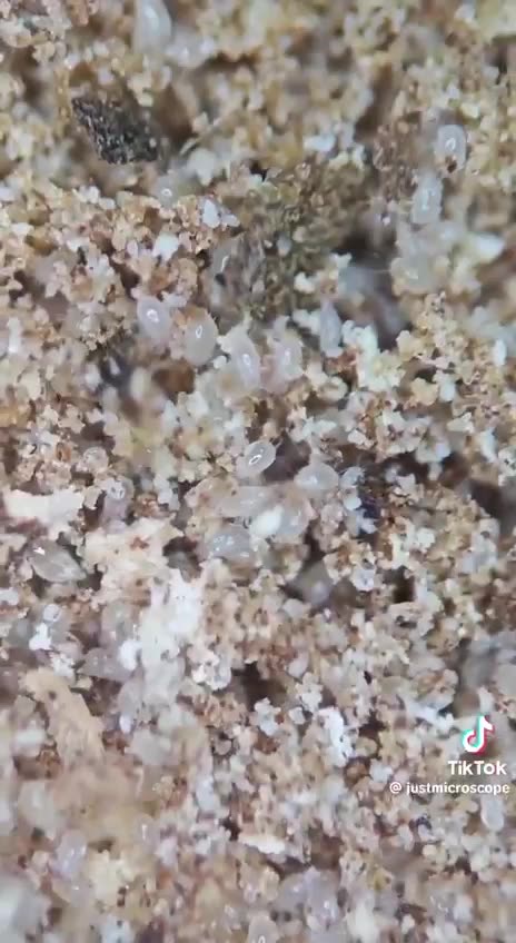 Pringles Say It Isn't True!