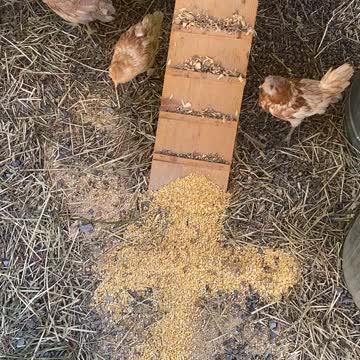 Xpistos Anesti!!! Chickens on Orthodox Easter 05.2021