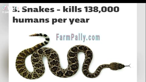 Top 10 Most Deadly Animals to Man