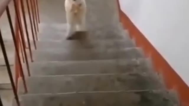 lindo cachorro caminando sobre las piernas en las escaleras😂😂😂 Asombroso