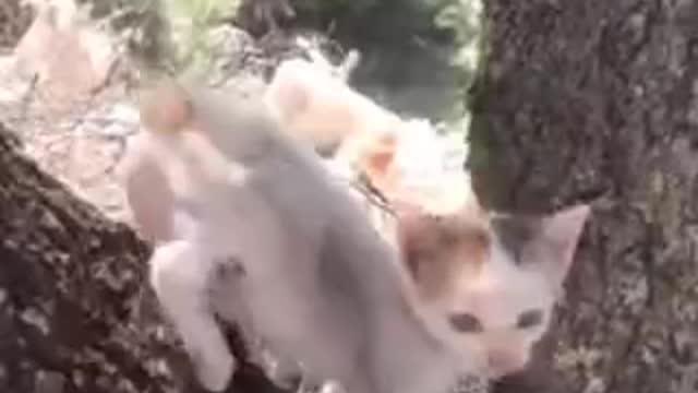 Cat 🐈🐈🐈🐈🐈🐈