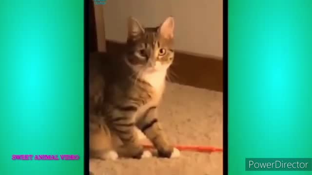 Funny Animal Videos 2022 😂 - Funniest Cats And Dogs Videos 😺😍 #6