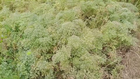 Carrots field