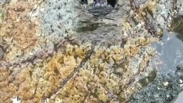 To catch a fish