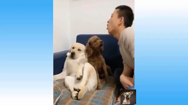 This Dogs Can mimic anything!! Top Funny Pets Videos Try Not To Laugh