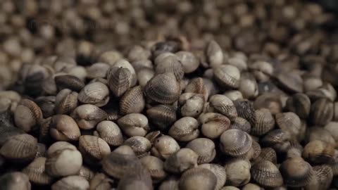 Cockles Harvesting and Processing - Cockles Canned Production Process in Factory