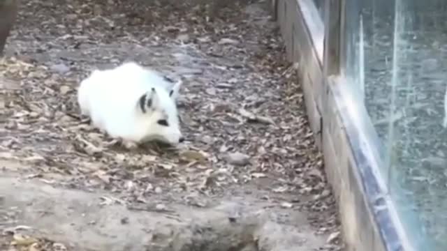 The fox suddenly lost his little companion