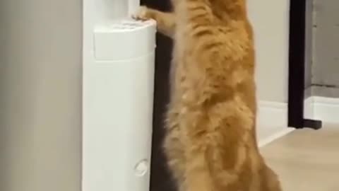 Smart cat quenching his thirst