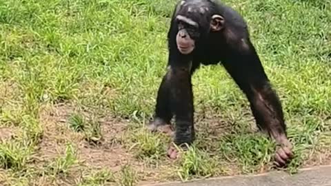 The chimp is getting naughty