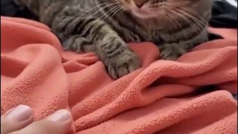 Very angry cat