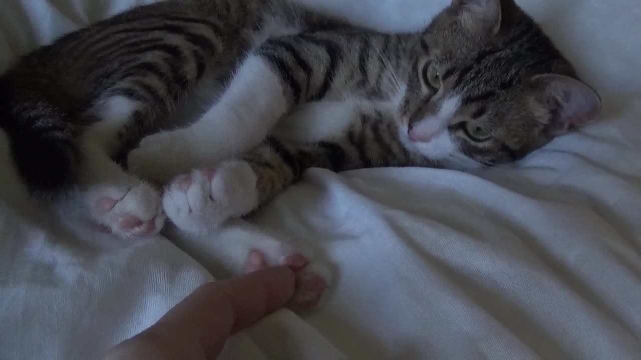 Very Funny Little Cat Stretches His Toes When I Tickle His Paw