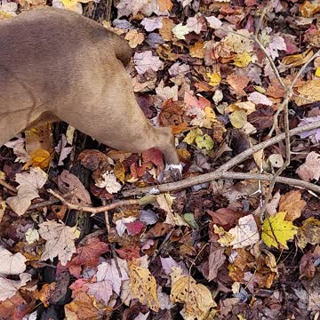 Beautiful display of mycelium found on a nature walk off the path.