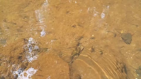 natural fish ponds