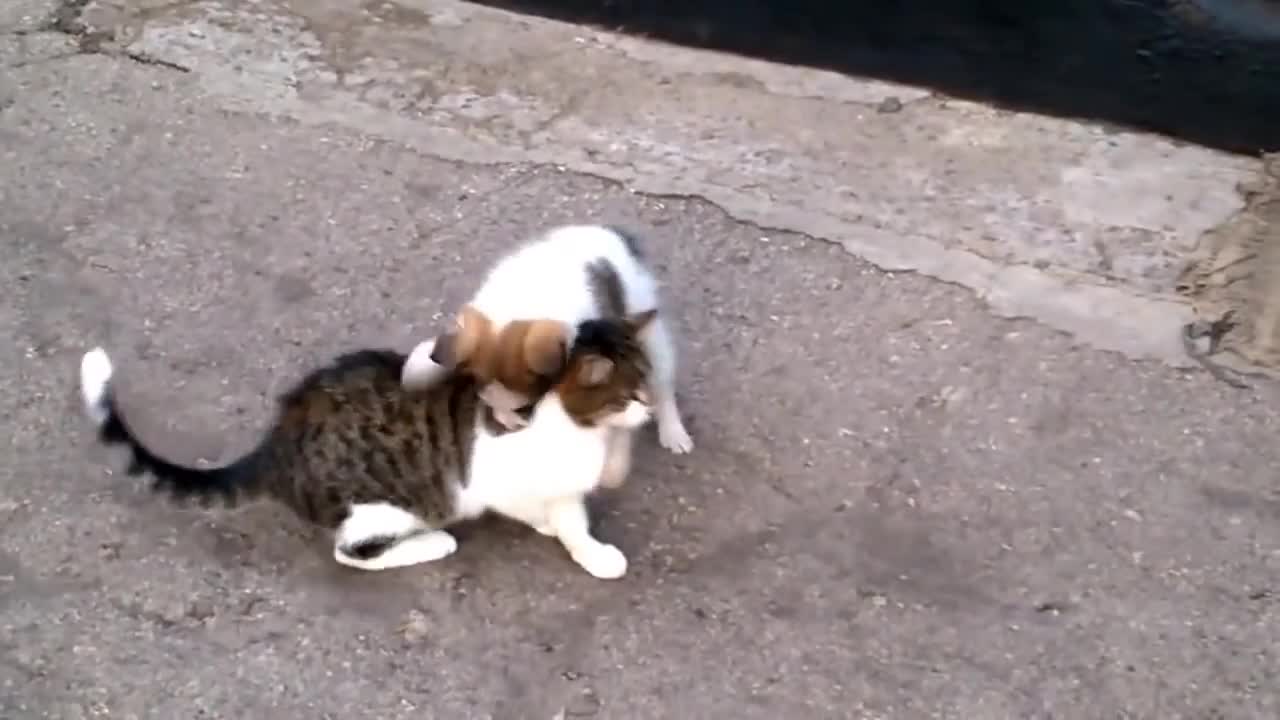 Cat and puppie love to play together