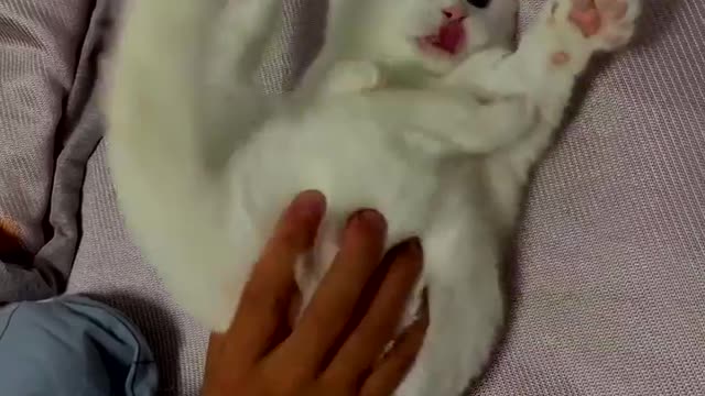 Funny cat moment