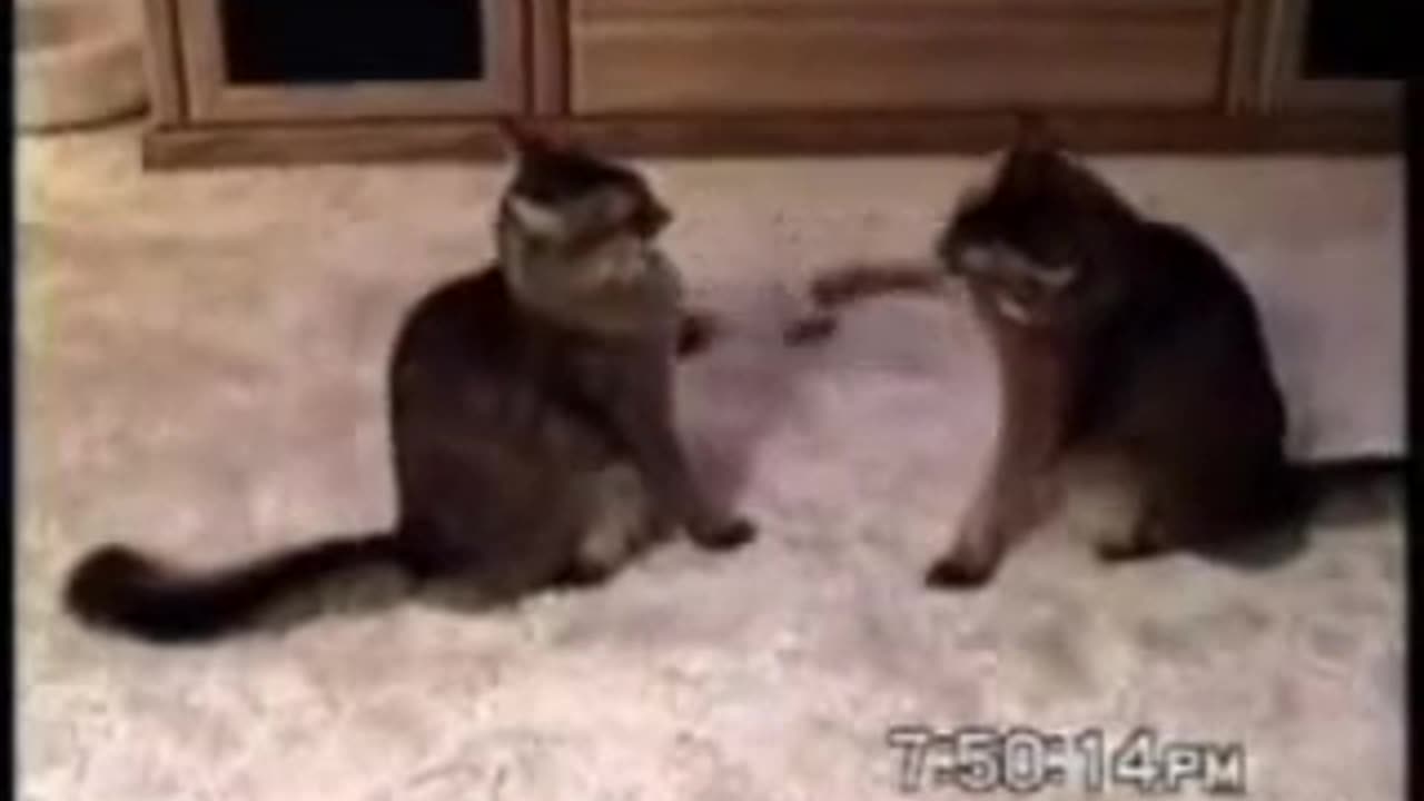 Funny Cats