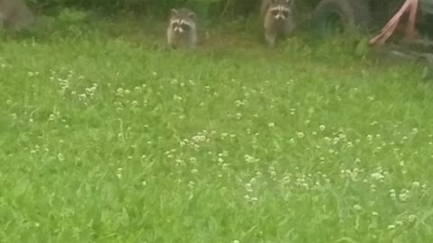 Raccoon babies come home for dinner