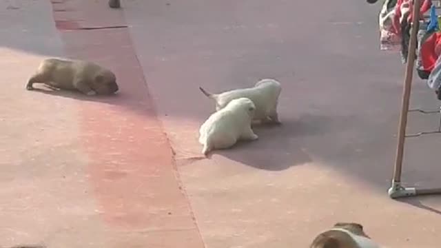 The mother dog, who takes care of the puppy, wants to play with its owner.