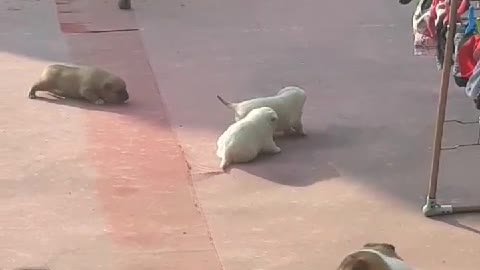 The mother dog, who takes care of the puppy, wants to play with its owner.