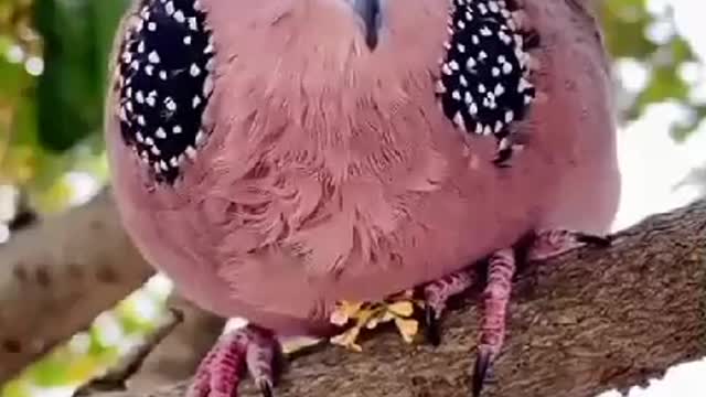 Beautifull birds video