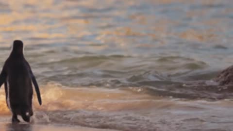 Cute penguin walking in beach