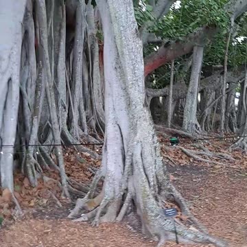Banyan Tree at the Thomas Edison Estates, Ft. Myers, Florida 12/15/23