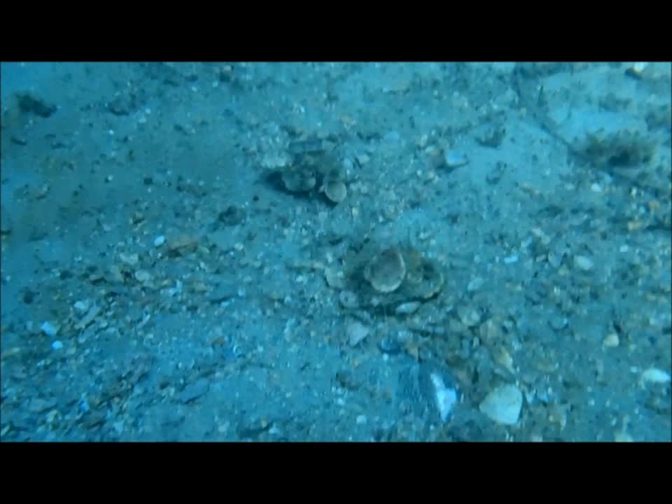 Successful Camouflage