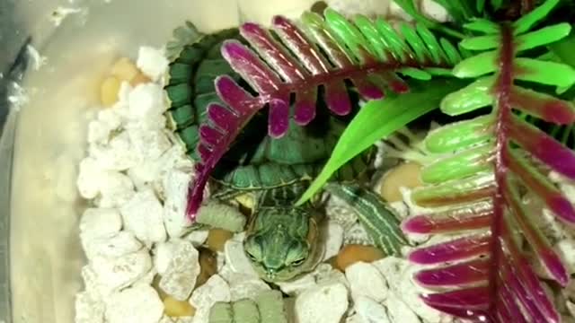 Turtle eating green food pellet