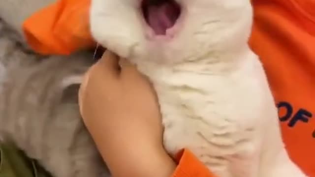 This technique is too top notch! Funny pet cat videos