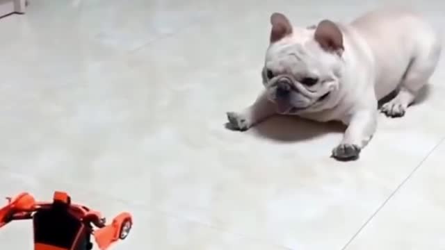 Funny dog video MUST WATCH💯 DON'T TRY TO STOP YOUR LAUGH🤣