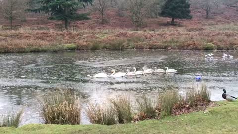 Swans Blaze Trail Through Icy Pond