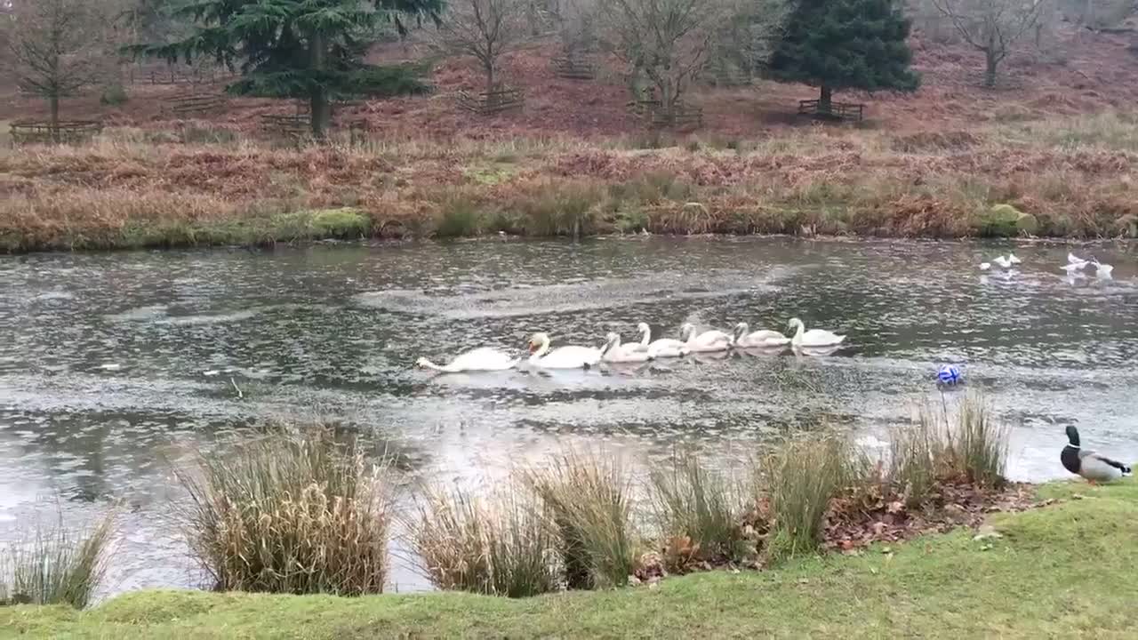 Swans Blaze Trail Through Icy Pond