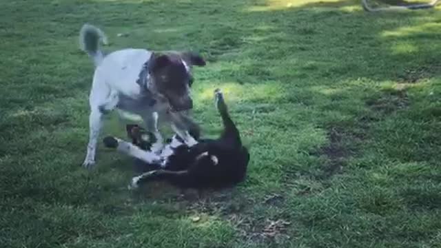 Brown dog and white dog play fight on green grass