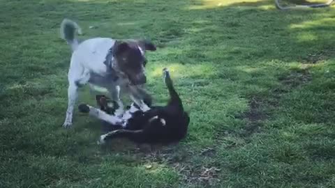 Brown dog and white dog play fight on green grass