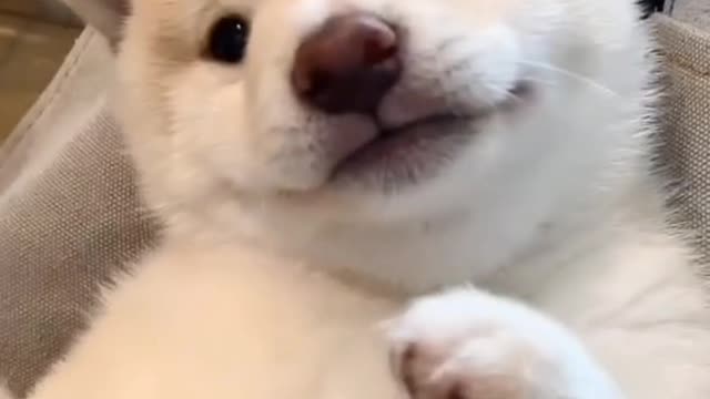 Cute animals funny videos