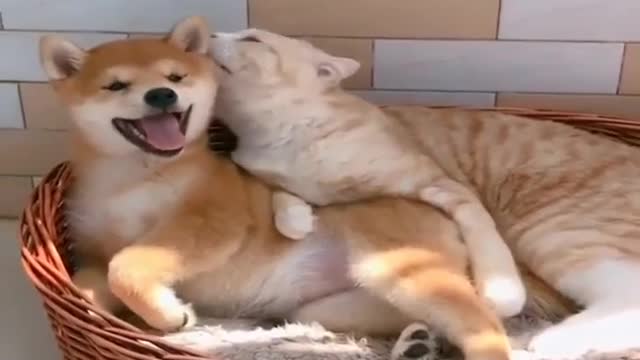 Who says dog and cat can't be friend?