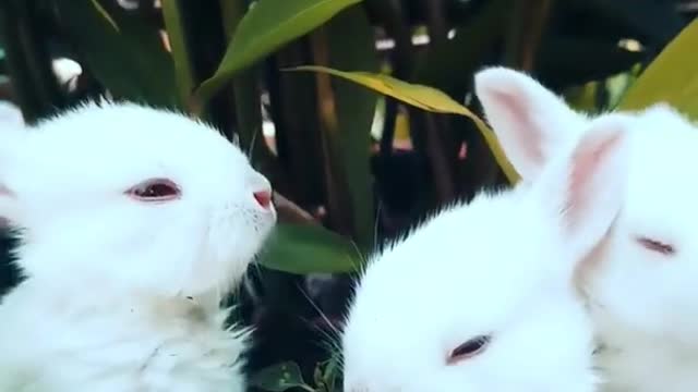 Funny and Cute Baby Bunny Rabbit Videos -Baby Animal Video Compilation