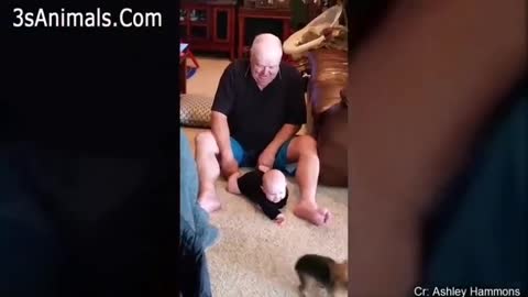 Cute puppies and babay playing together